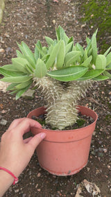 Pachypodium brevicaule x densiflorum-Pachypodium-video-6