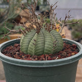 Euphorbia valida-Euphorbia-W4-5CM&W6-7CM-video-20