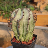Euphorbia horrida-Euphorbia-W3-4CM-video-41