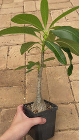 Pachypodium decaryi-Pachypodium-W1.5-2cm-video-16