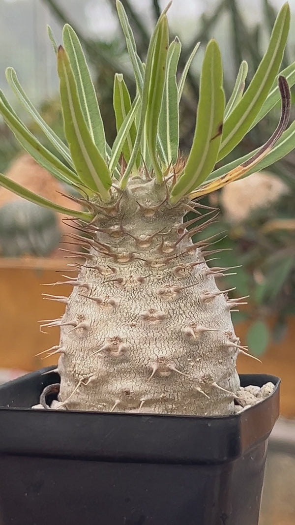 Pachypodium rosulatum var. gracilius-Pachypodium-image-8