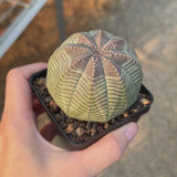 Euphorbia obesa-Euphorbia-W4-5cm-video-3