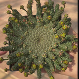 Euphorbia gorgonis-Euphorbia-W8-10cm-video-12