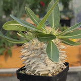 Pachypodium eburneum-Pachypodium-H4-6cm-video-20
