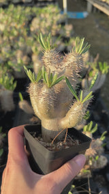 Pachypodium inopinatum-Pachypodium-video-4