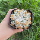 Coryphantha elephantidens 'Thorn Crested'-Coryphantha-W6-8cm-video-8