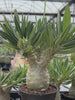 Pachypodium rosulatum var. gracilius