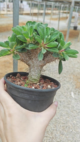 Euphorbia guillauminiana ｜WYSIWYG-Euphorbia-H8-10cm-image-14