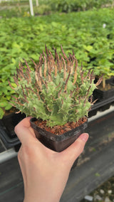Euphorbia schoenlandii-Euphorbia-H6-8cm-video-5