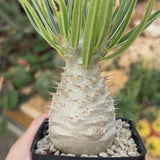 Pachypodium rosulatum var. gracilius-Pachypodium-video-2