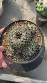 Ariocarpus kotschoubeyanus var. elephantidens