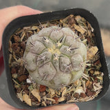 Copiapoa cinerea-W3.5-4.5cm-video-15