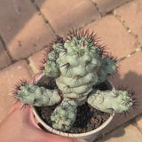 Ortegocactus macdougallii-Ortegocactus-video-2