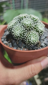 Mammillaria luethyi 36