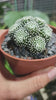 Mammillaria luethyi 36