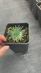 Euphorbia bupleurifolia × Euphorbia stellaespina-Euphorbia-video-3