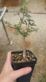 Commiphora kataf-Burseraceae-W0.5cm-video-8