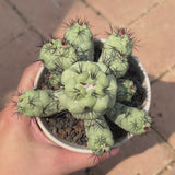 Ortegocactus macdougallii-Ortegocactus-video-8