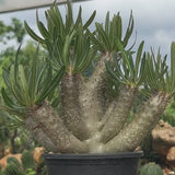 Pachypodium inopinatum-Pachypodium-H4-6cm&H15-20cm-video-7