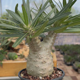 Pachypodium rosulatum var. gracilius-Pachypodium-video-41