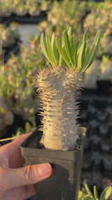 Pachypodium inopinatum-Pachypodium-video-12
