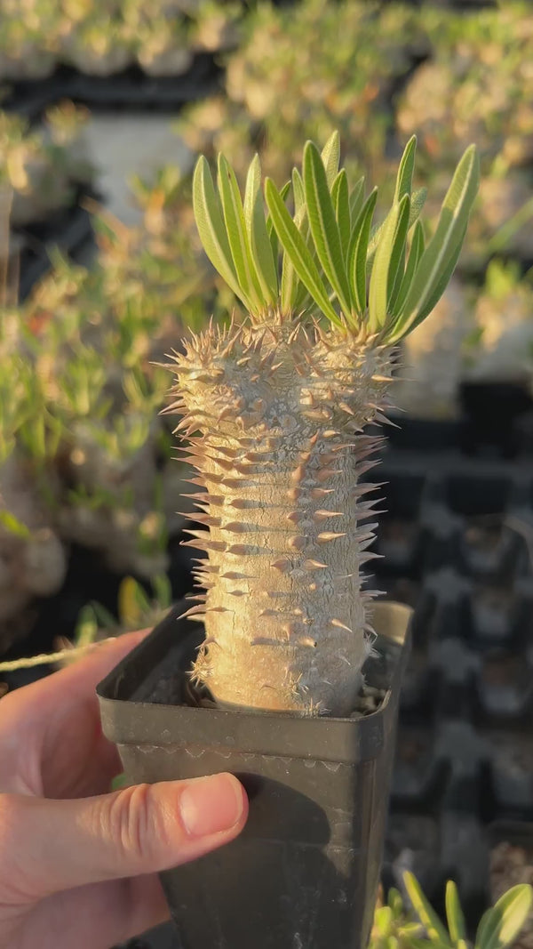 Pachypodium inopinatum-Pachypodium-image-12