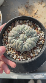 Lophophora fricii