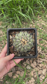 Copiapoa cinerea-Copiapoa-W3.5-4.5cm-video-6