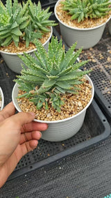 Aloe brevifolia