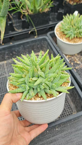 Aloe brevifolia