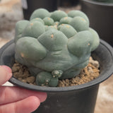 Lophophora fricii | big tubercles-Lophophora-W5-8cm-video-18