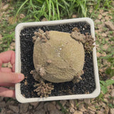 Pseudolithos migiurtinus-Pseudolithos-video-8