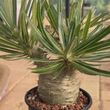Pachypodium rosulatum var. gracilius-Pachypodium-video-97