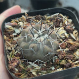 Copiapoa cinerea-W3.5-4.5cm-video-21