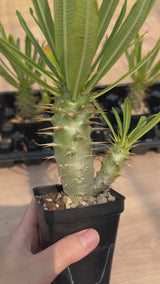 Pachypodium ambongense-Pachypodium-W3-4cm-video-12