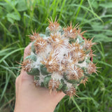 Coryphantha elephantidens 'Thorn Crested'-Coryphantha-W6-8cm-video-3