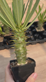 Pachypodium ambongense-Pachypodium-W3-4cm-video-9