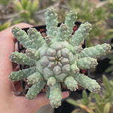 Euphorbia ramiglans-Euphorbia-W4-6cm-video-7
