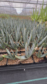Aloe compressa var schistophil-Aloe-W5-8cm-video-11