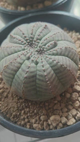 Crested Euphorbia obesa 35