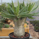 Pachypodium rosulatum var. gracilius-Pachypodium-video-109