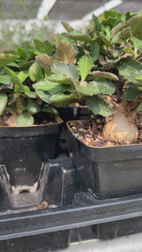 Euphorbia ambovombensis Seeds-Euphorbia-video-3