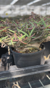 Euphorbia cylindrifolia Seeds-Euphorbia-video-3