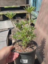 Dorstenia gigas bullata-Dorstenia-H15cm-video-9