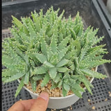 Aloe brevifolia