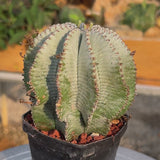 Euphorbia horrida-Euphorbia-W3-4CM-video-6