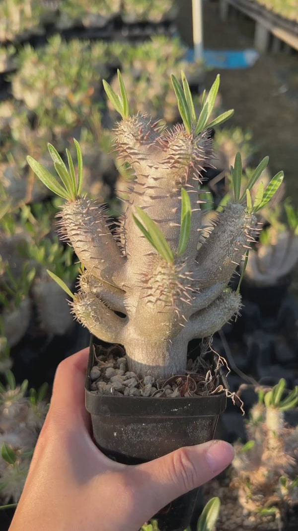 Pachypodium inopinatum-Pachypodium-image-6