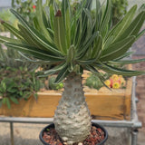 Pachypodium rosulatum var. gracilius-Pachypodium-video-73