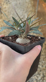 Euphorbia waringiae-Euphorbia-video-3