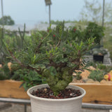 Senna meridionalis-Senna-H4-6cm&W8-10cm-video-15
